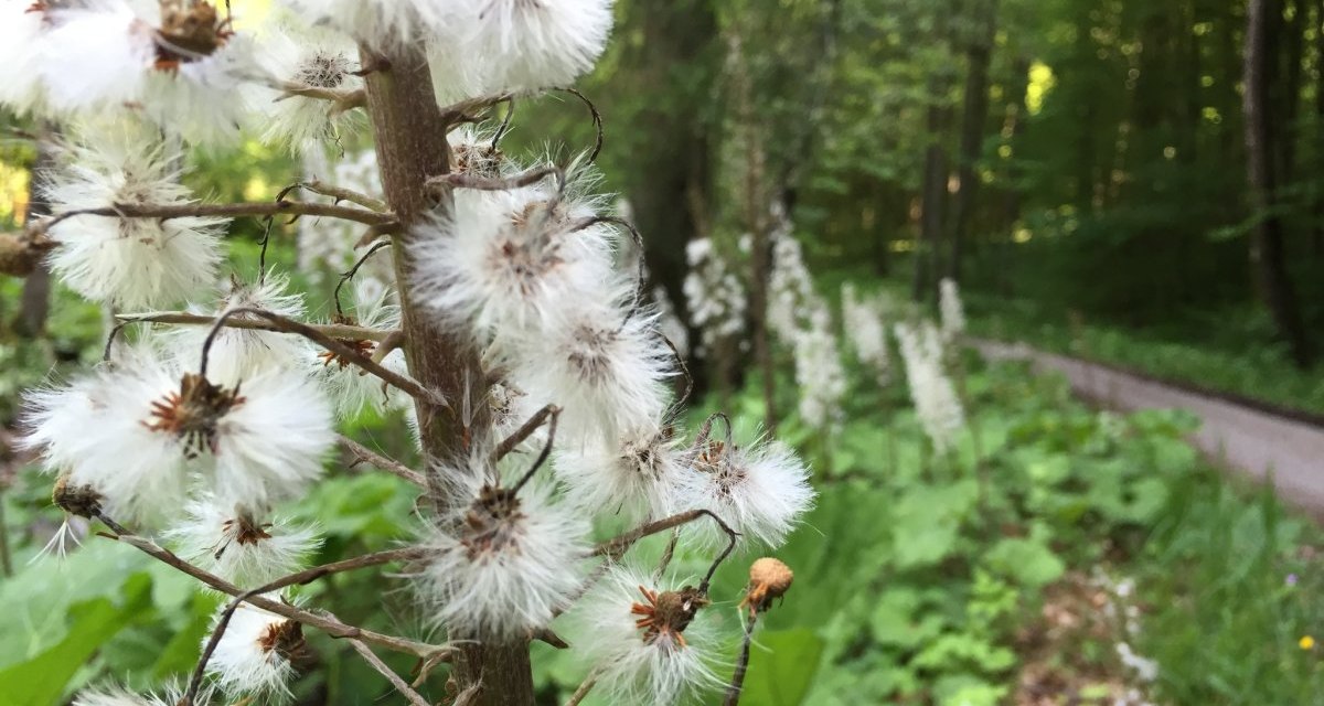 Weiße, flauschige Blütenstände säumen einen Waldweg im Naturschutzgebiet Schönbuch., © www.pro-cycl.de Weiße, flauschige Blütenstände säumen einen Waldweg im Naturschutzgebiet Schönbuch., © www.pro-cycl.de
