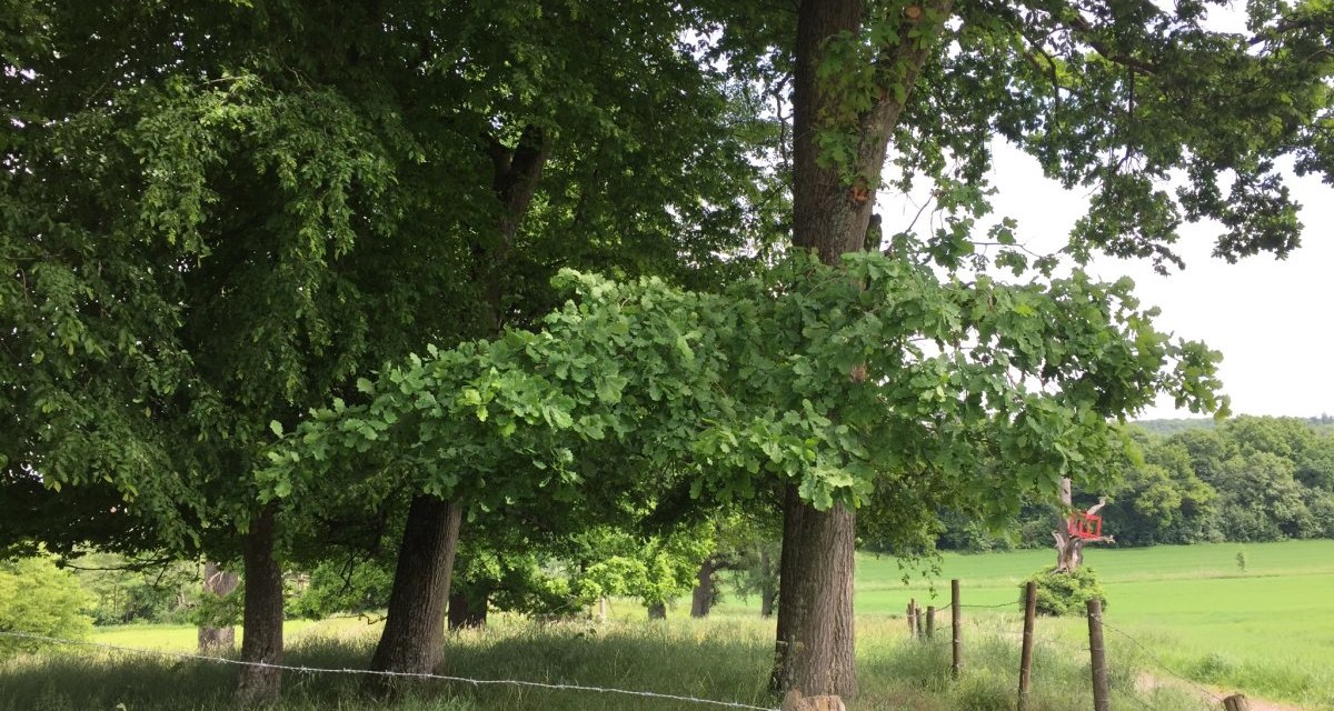 Ein Pfad f&uuml;hrt durch eine gr&uuml;ne Landschaft mit B&auml;umen und einem Zaun. Im Hintergrund ist eine rote Skulptur zu sehen., &copy; www.pro-cycl.de