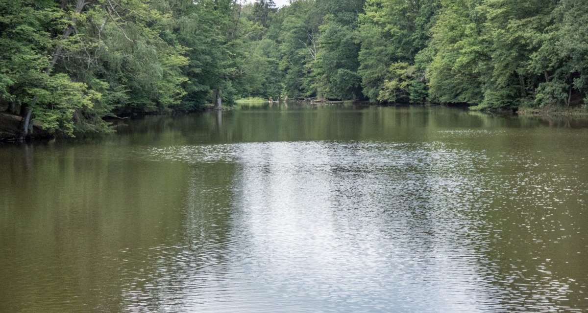 Ein ruhiger See, umgeben von dichtem Wald. Die Wasseroberfläche spiegelt den Himmel wider und verleiht der Szene eine friedliche Atmosphäre., © Natur.Nah. Schönbuch & Heckengäu Ein ruhiger See, umgeben von dichtem Wald. Die Wasseroberfläche spiegelt den Himmel wider und verleiht der Szene eine friedliche Atmosphäre., © Natur.Nah. Schönbuch & Heckengäu