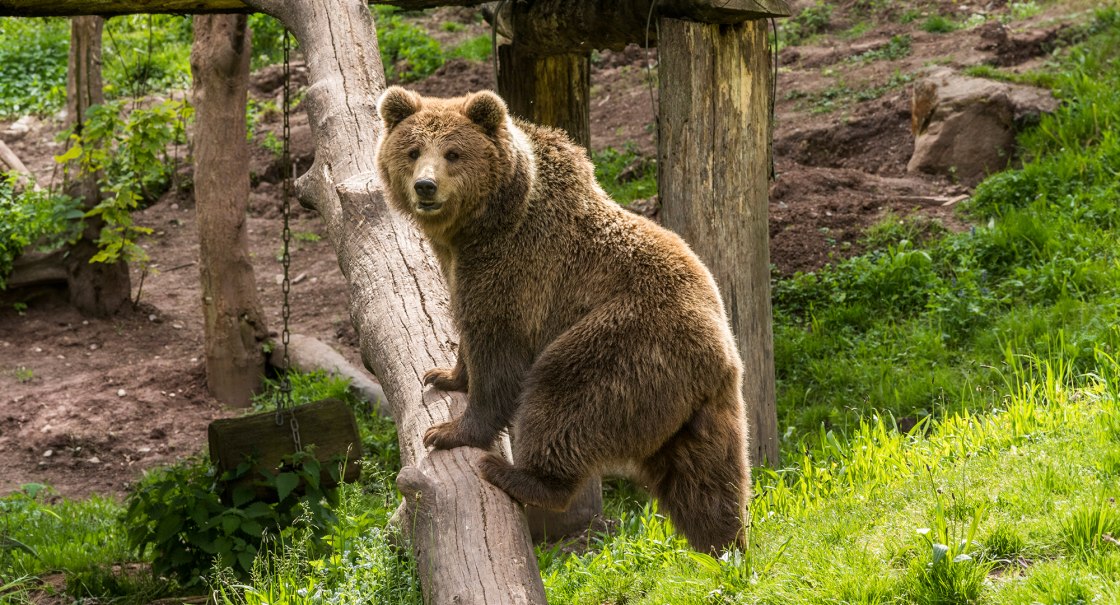 Braunb&auml;r, &copy; Erlebnispark Tripsdrill