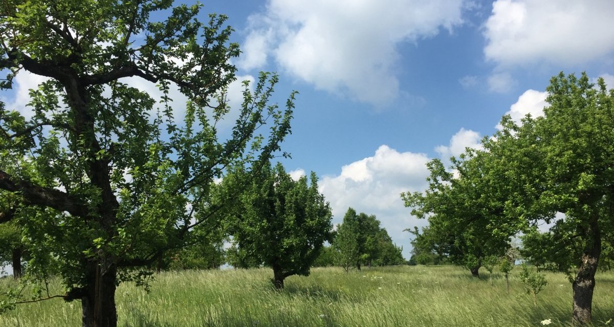 Eine idyllische Streuobstwiese bei Altingen mit grünen Bäumen und hohem Gras unter einem blauen Himmel mit weißen Wolken., © www.pro-cycl.de Eine idyllische Streuobstwiese bei Altingen mit grünen Bäumen und hohem Gras unter einem blauen Himmel mit weißen Wolken., © www.pro-cycl.de