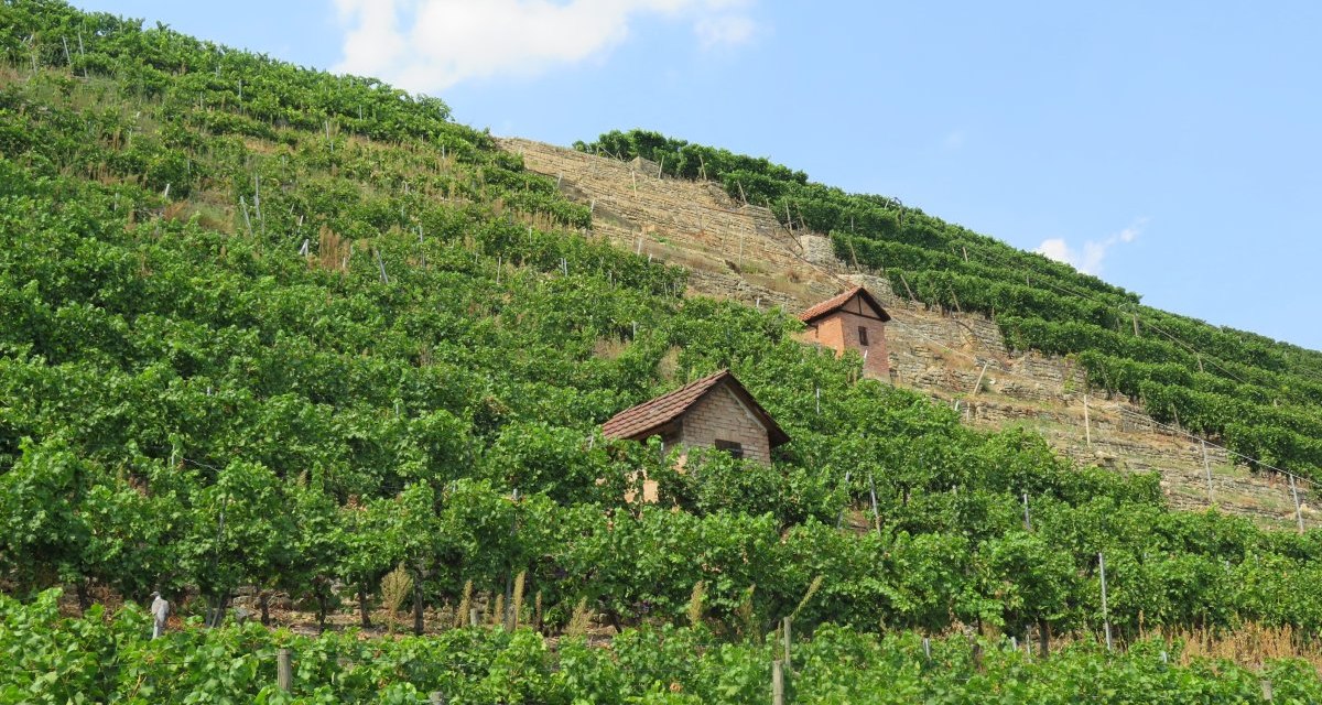 Weinberge erstrecken sich über einen Hügel mit zwei kleinen Häuschen. Die Reben sind grün und dicht, der Himmel ist blau mit wenigen Wolken., © Stuttgart-Marketing GmbH Weinberge erstrecken sich über einen Hügel mit zwei kleinen Häuschen. Die Reben sind grün und dicht, der Himmel ist blau mit wenigen Wolken., © Stuttgart-Marketing GmbH