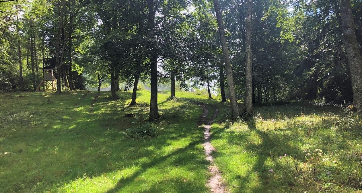 Ein schmaler Pfad führt durch eine sonnige Waldlichtung mit grünen Bäumen und einem Hochsitz., © Touristik und Marketing GmbH Ein schmaler Pfad führt durch eine sonnige Waldlichtung mit grünen Bäumen und einem Hochsitz., © Touristik und Marketing GmbH