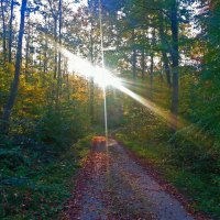 Sonnenstrahlen durchdringen die Bäume eines herbstlichen Waldes im Schurwald. Ein mit Laub bedeckter Weg führt durch die Szenerie., © Kulturamt Plochingen