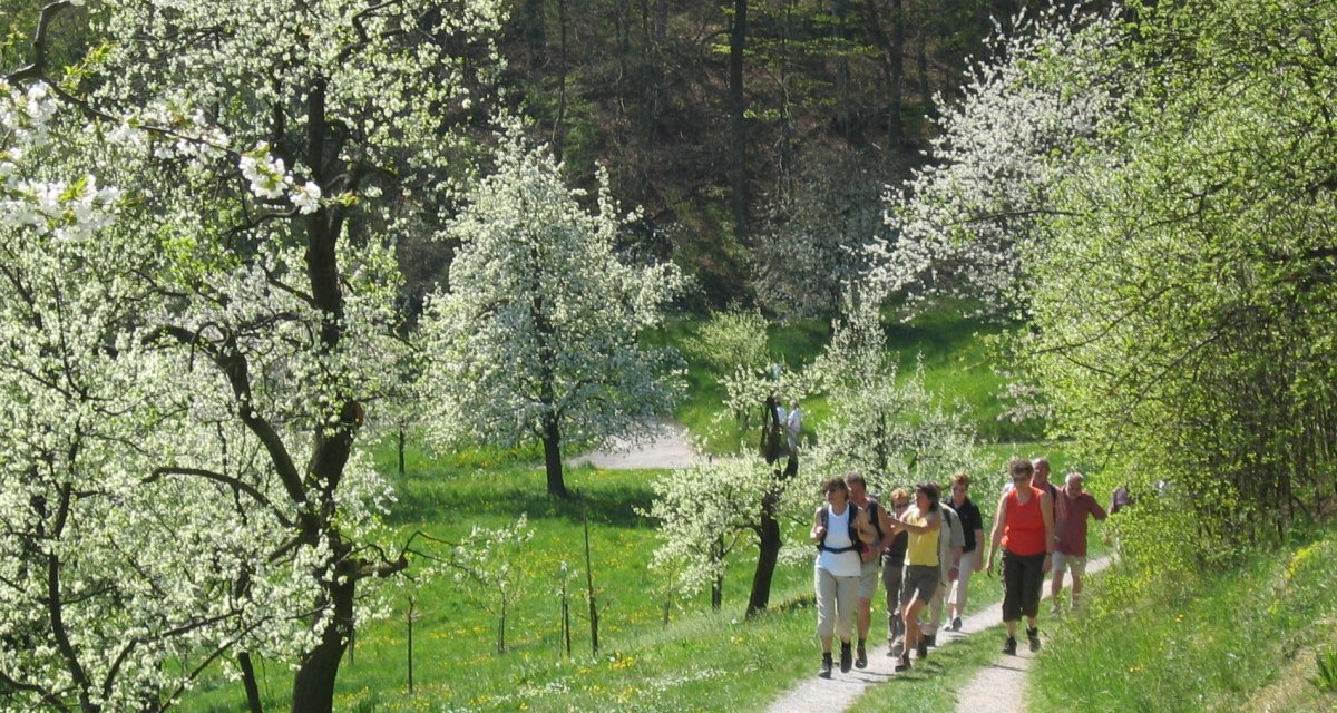 Wanderer auf einem Pfad in einer grünen Frühlingslandschaft mit blühenden Bäumen., © Natur.Nah. Schönbuch & Heckengäu Wanderer auf einem Pfad in einer grünen Frühlingslandschaft mit blühenden Bäumen., © Natur.Nah. Schönbuch & Heckengäu