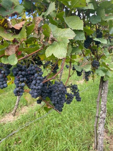 G&auml;stewanderung mit dem Weinerlebnisf&uuml;hrer, &copy; Kurverwaltung Bad Urach
