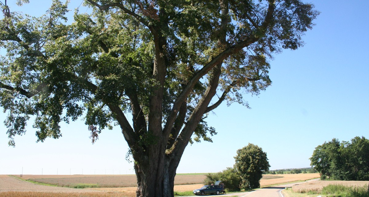 Ein großer Baum steht neben einer Landstraße. Im Hintergrund ist ein Auto zu sehen, umgeben von Feldern und klarem Himmel., © Natur.Nah. Schönbuch & Heckengäu Ein großer Baum steht neben einer Landstraße. Im Hintergrund ist ein Auto zu sehen, umgeben von Feldern und klarem Himmel., © Natur.Nah. Schönbuch & Heckengäu