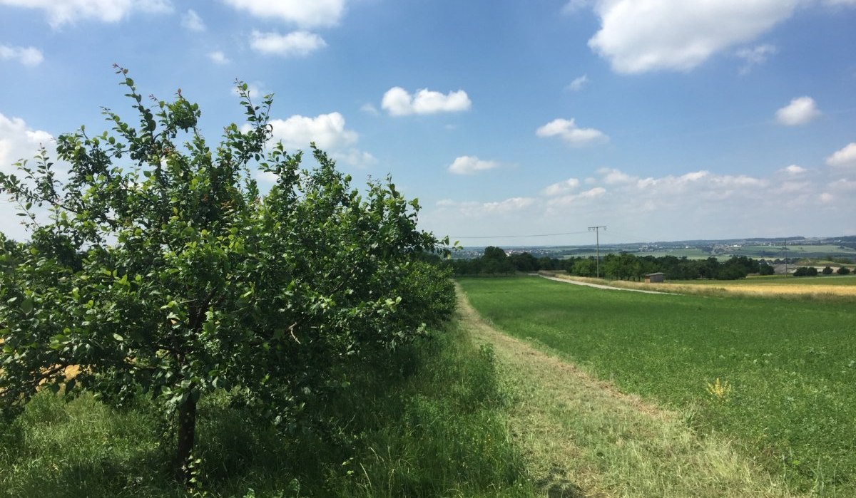 Ein Obstbaum am Rand eines grünen Feldes unter blauem Himmel mit weißen Wolken. Im Hintergrund sind Hügel und eine Stromleitung zu sehen., © www.pro-cycl.de Ein Obstbaum am Rand eines grünen Feldes unter blauem Himmel mit weißen Wolken. Im Hintergrund sind Hügel und eine Stromleitung zu sehen., © www.pro-cycl.de