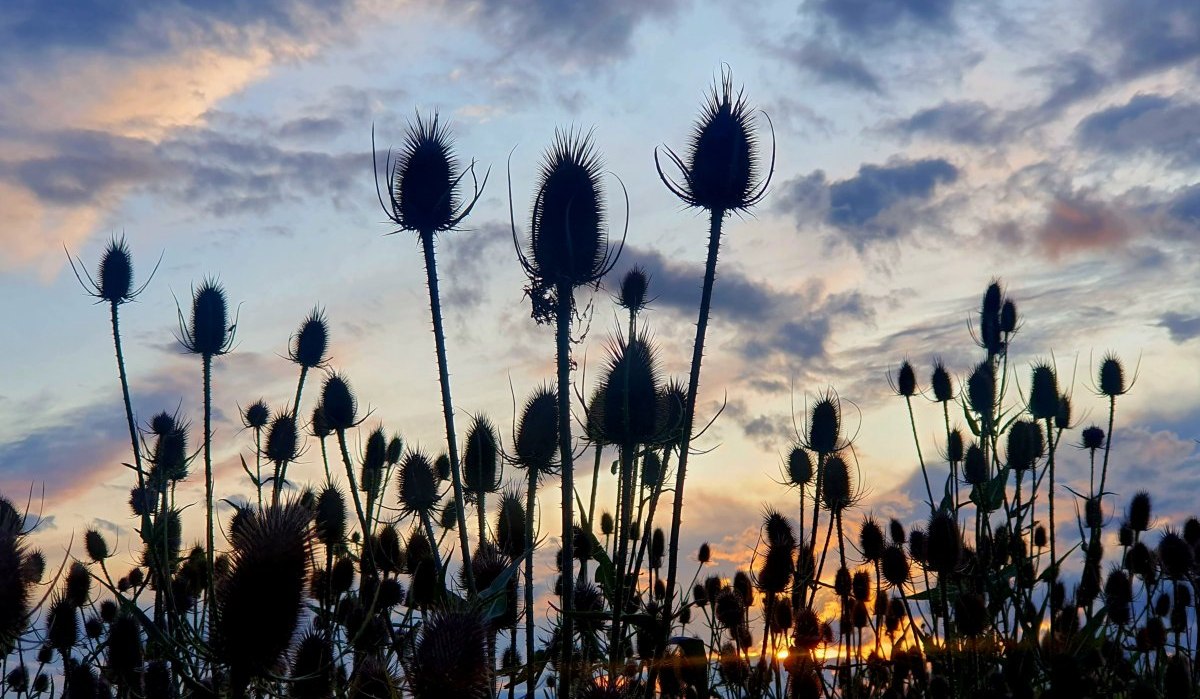 Pflanzen im Sonnenuntergang, &copy; Daniel Bohn Remstal Tourismus