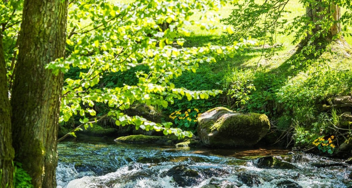 Enz im Kurpark, &copy; N&ouml;rdlicher Schwarzwald
