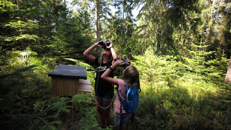 Zwei Kinder stehen im Wald auf dem Auerhahnsteig und schauen durch Ferngläser. Neben ihnen befindet sich eine hölzerne Infostation., © Nördlicher Schwarzwald Zwei Kinder stehen im Wald auf dem Auerhahnsteig und schauen durch Ferngläser. Neben ihnen befindet sich eine hölzerne Infostation., © Nördlicher Schwarzwald