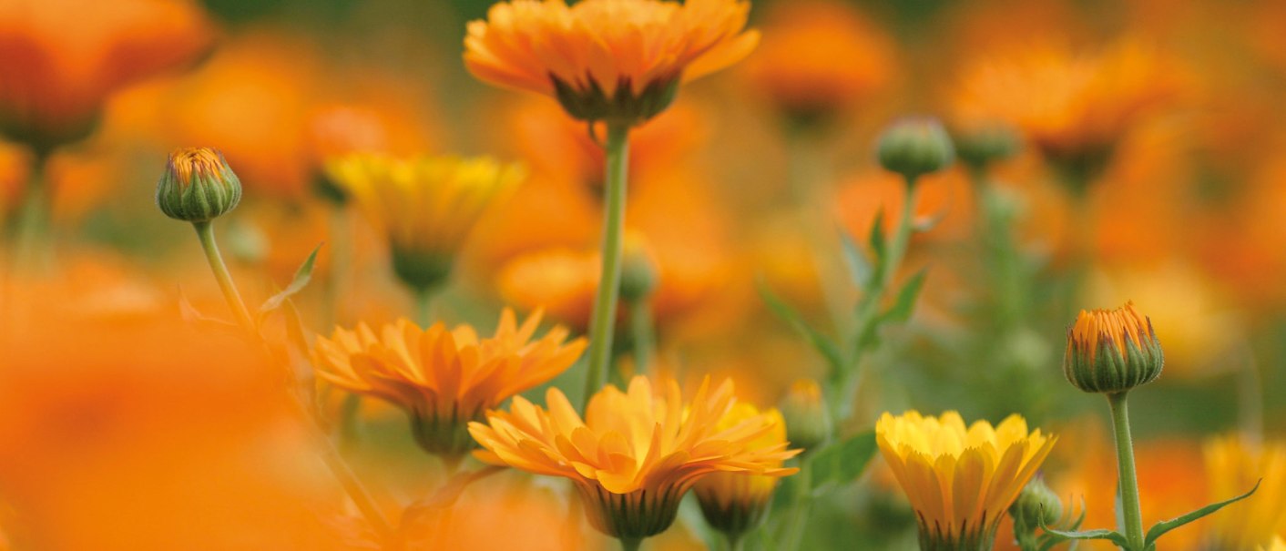 Calendula-officinalis-Ringelblume, &copy; WALA Heilmittel GmbH