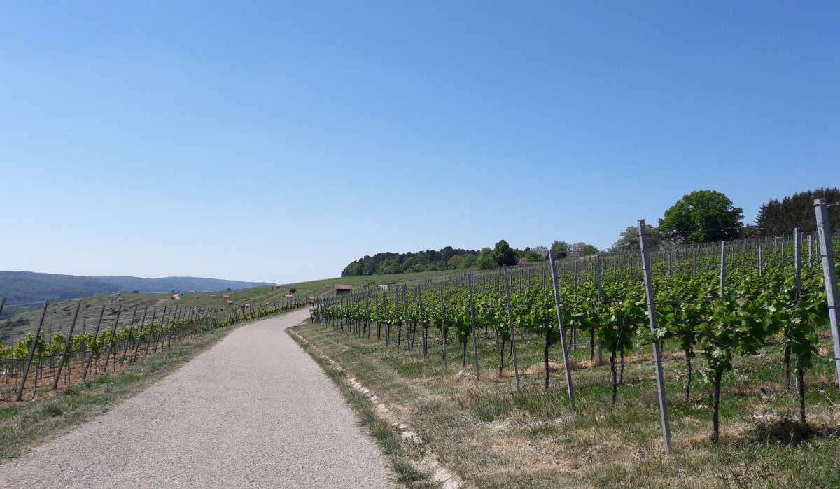 Ein Weg führt durch einen Weinberg unter klarem, blauem Himmel. Die Reben sind grün und gepflegt, umgeben von sanften Hügeln., © Land der 1000 Hügel - Kraichgau-Stromberg Ein Weg führt durch einen Weinberg unter klarem, blauem Himmel. Die Reben sind grün und gepflegt, umgeben von sanften Hügeln., © Land der 1000 Hügel - Kraichgau-Stromberg