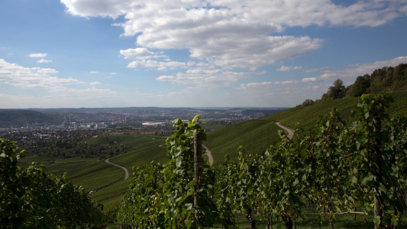 Weinberge erstrecken sich den Hang hinunter, mit Blick auf eine Stadt im Tal. Der Himmel ist teils bewölkt., © Remstal Tourismus e.V.