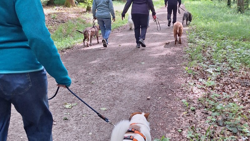 Hundewanderung mit Sabrina Haupter, © Sabrina Haupter Hundewanderung mit Sabrina Haupter, © Sabrina Haupter