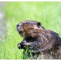 © Natur.Nah. Schönbuch & Heckengäu © Natur.Nah. Schönbuch & Heckengäu