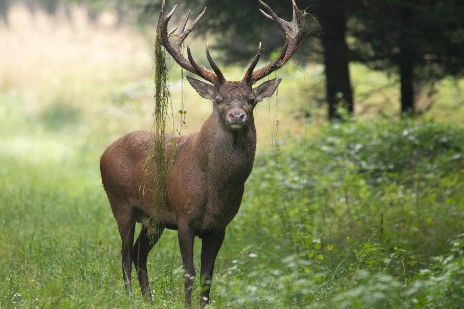 Ein majestätischer Hirsch mit großem Geweih steht im grünen Wald und blickt direkt in die Kamera., © Armin Dieter