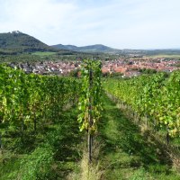 In den Beurener Weinbergen, © Tourist-Info Beuren