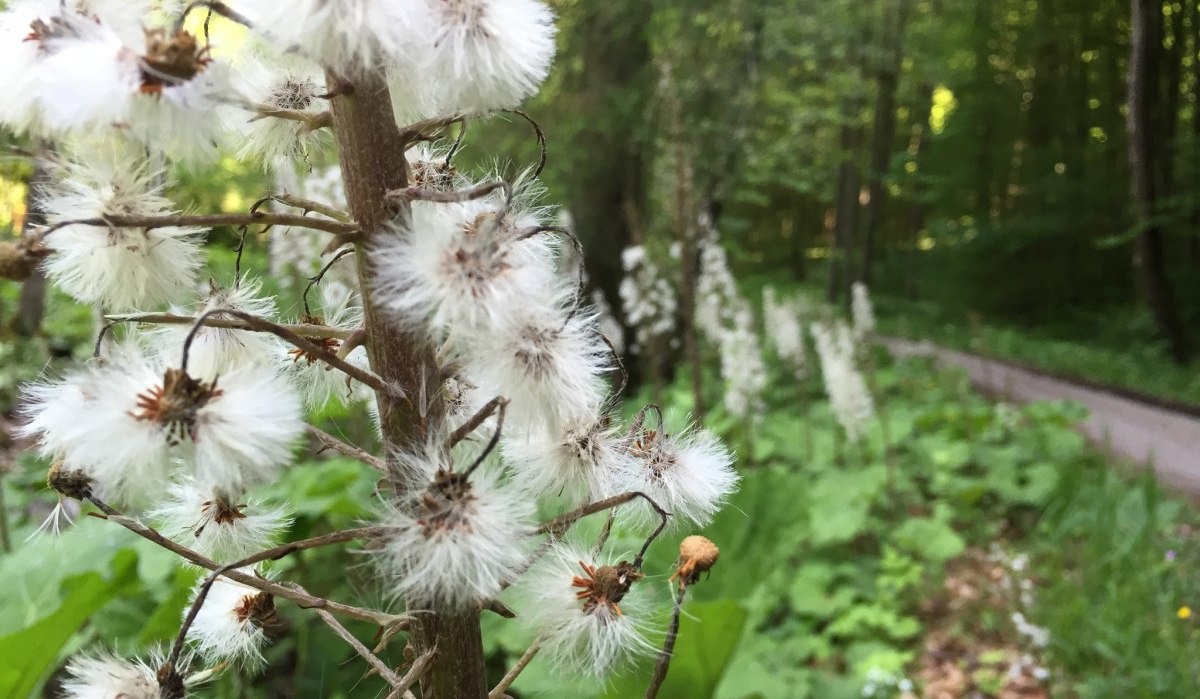 Weiße, flauschige Blüten im Vordergrund eines grünen Waldgebiets im Naturschutzgebiet Schönbuch., © www.pro-cycl.de Weiße, flauschige Blüten im Vordergrund eines grünen Waldgebiets im Naturschutzgebiet Schönbuch., © www.pro-cycl.de