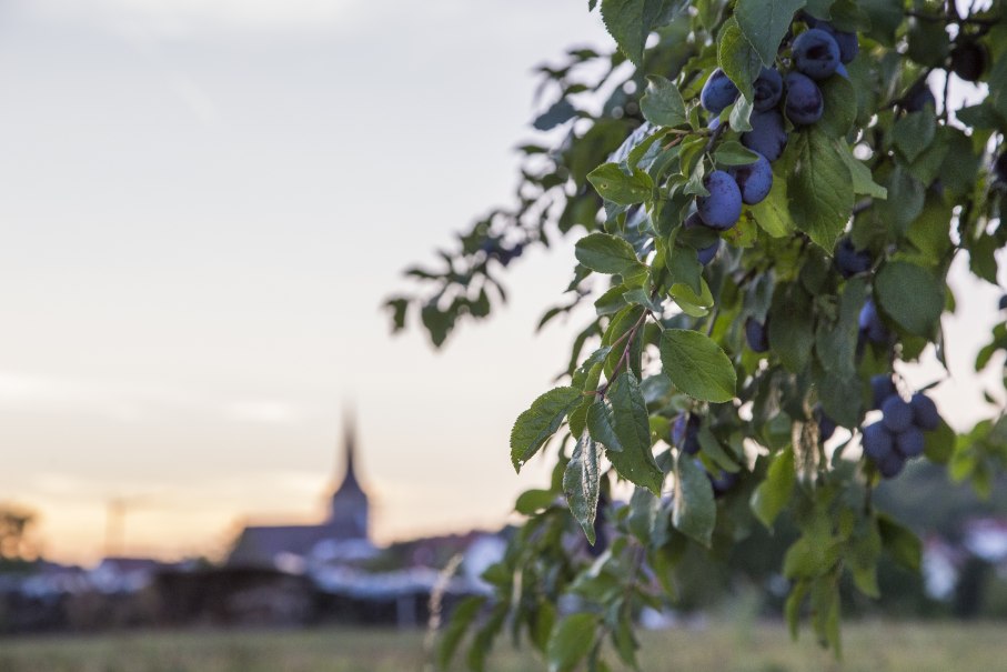 Ein Ast mit reifen Pflaumen hängt im Vordergrund, während im Hintergrund unscharf eine Kirchturmspitze bei Sonnenuntergang zu sehen ist., © Benedikt Reder Ein Ast mit reifen Pflaumen hängt im Vordergrund, während im Hintergrund unscharf eine Kirchturmspitze bei Sonnenuntergang zu sehen ist., © Benedikt Reder