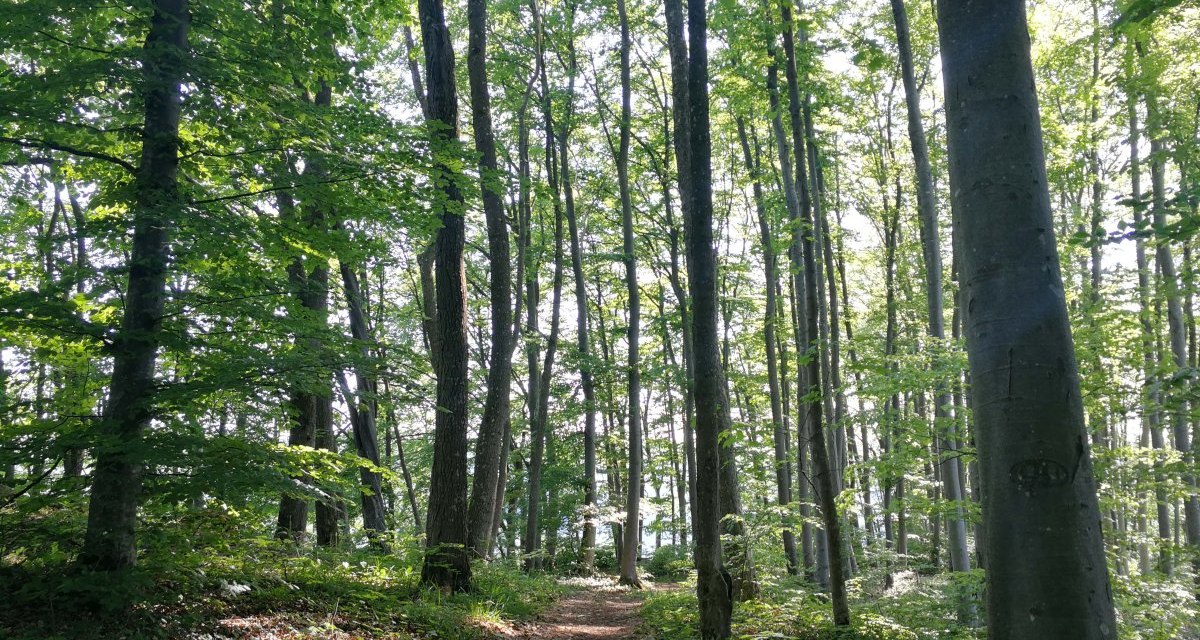 Der Weg führt durch den Wald, © Bad Urach Tourismus Der Weg führt durch den Wald, © Bad Urach Tourismus