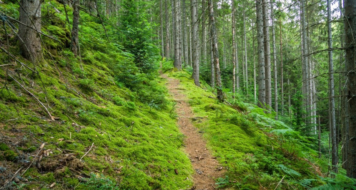 Zauberhafte Pfade f&uuml;hren durch den Wald, &copy; N&ouml;rdlicher Schwarzwald