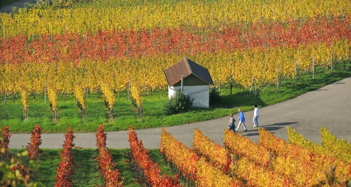 Tour 2_Weinberge_KLeinbottwar_Herbst-Dieter_Sukowski_klein, &copy; Copyright Tourismugemeinschaft Marbach-Bottwartal Dieter Sukowski