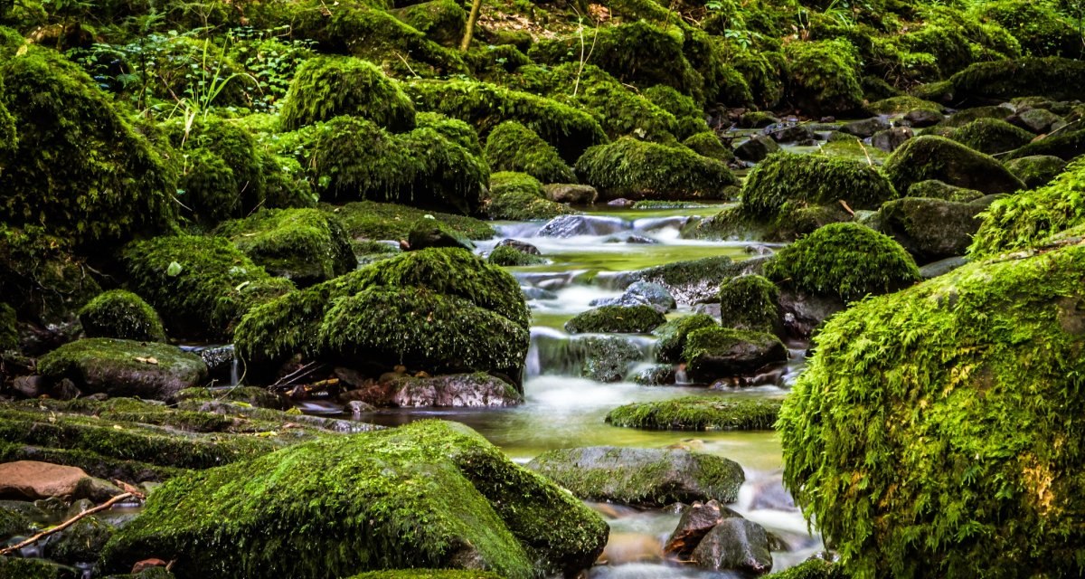 Unzählige moosbewachsene Steine schmücken den Bach, © Nördlicher Schwarzwald Unzählige moosbewachsene Steine schmücken den Bach, © Nördlicher Schwarzwald