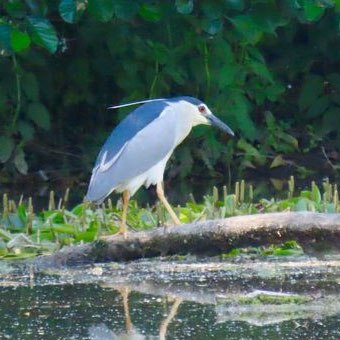 Ein Nachtreiher steht auf einem Ast über einem Gewässer, umgeben von grüner Vegetation., © Die Zugvögel - Kanu-Tours und mehr Ein Nachtreiher steht auf einem Ast über einem Gewässer, umgeben von grüner Vegetation., © Die Zugvögel - Kanu-Tours und mehr