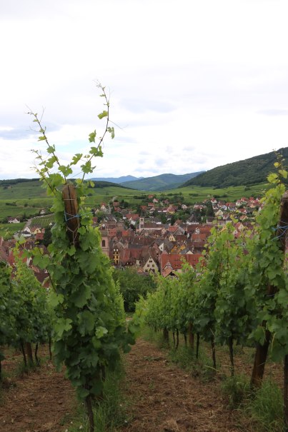 Riquewihrer Weintage, &copy; CC BY-NC-ND