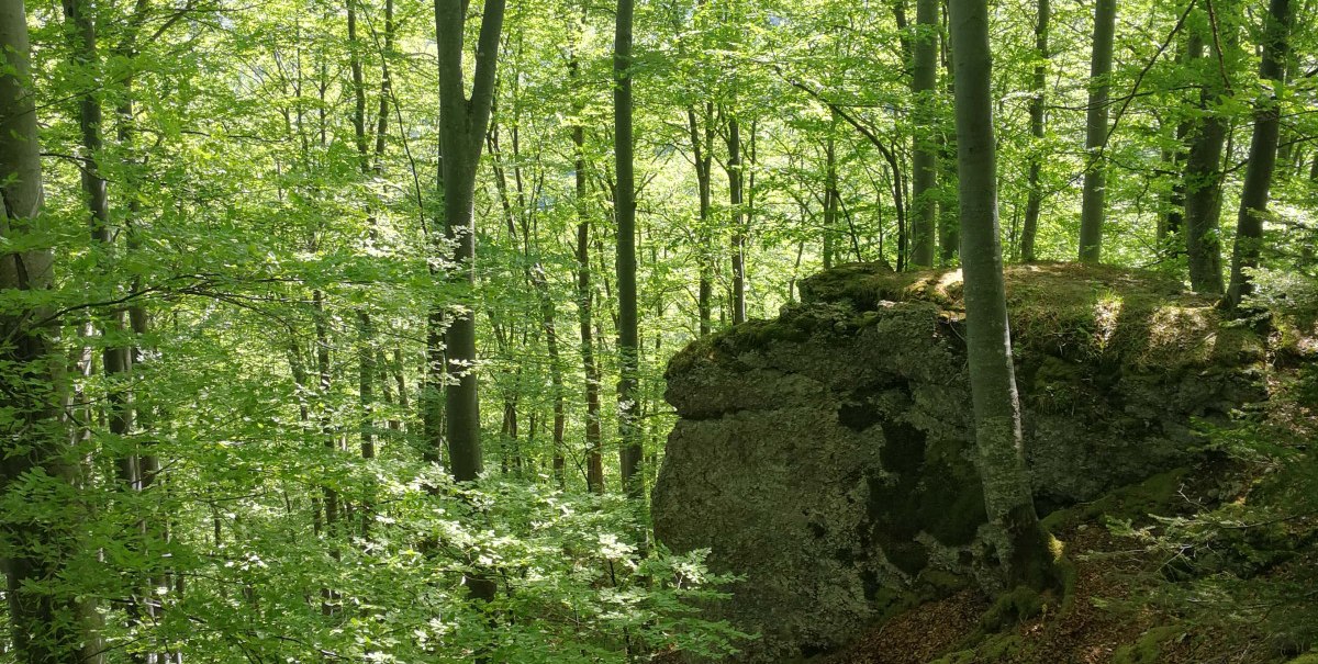 Ein dichter Wald mit hohen, grünen Bäumen und einem großen Felsen im Hintergrund. Sonnenlicht fällt durch das Blätterdach., © Bad Urach Tourismus