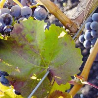 Blaue Weintrauben hängen an einem Rebstock, umgeben von grünen und roten Blättern., © Stuttgart-Marketing GmbH