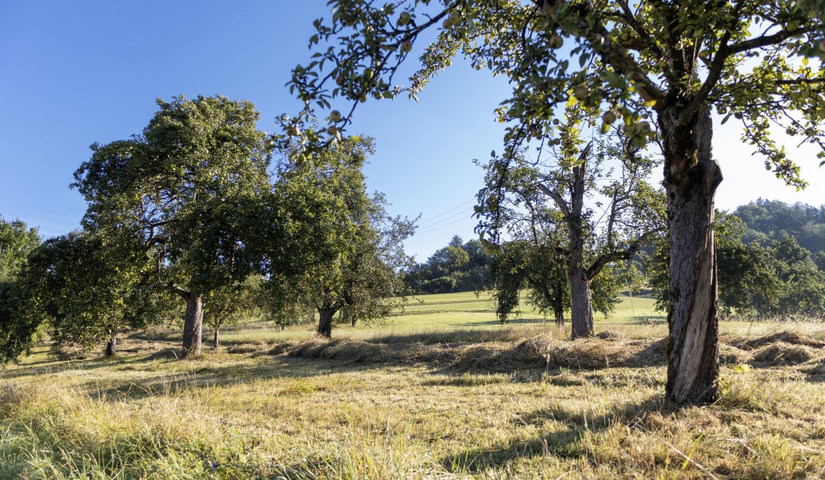 1V2A9988_Streuobstwiese-min