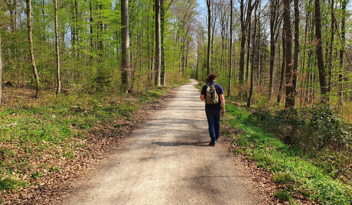 Eine Person wandert auf einem sonnigen Waldweg im Schurwald, umgeben von hohen Bäumen und frischem Frühlingsgrün., © Kulturamt PLochingen Eine Person wandert auf einem sonnigen Waldweg im Schurwald, umgeben von hohen Bäumen und frischem Frühlingsgrün., © Kulturamt PLochingen