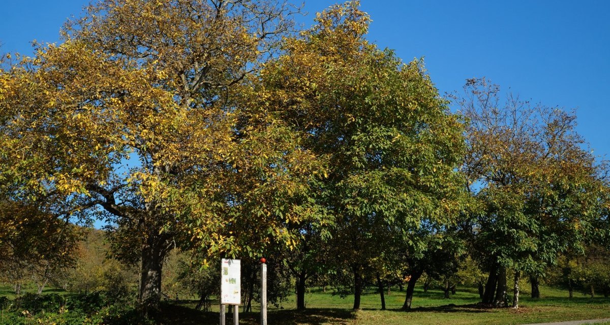 Ein sonniger Herbsttag im Park mit einer Infotafel am Wegesrand, umgeben von B&auml;umen mit gelb-gr&uuml;nem Laub., &copy; Natur.Nah. Sch&ouml;nbuch & Heckeng&auml;u