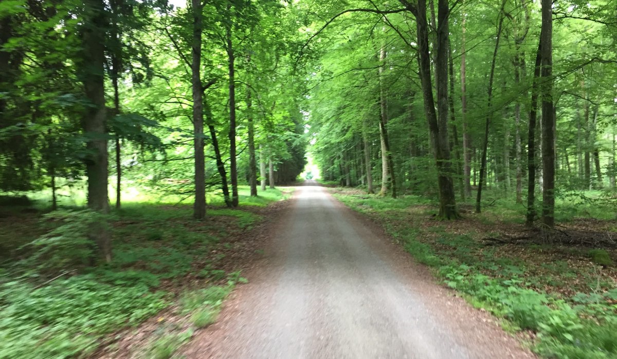 Ein gerader Waldweg führt durch einen dichten, grünen Wald im Schönbuch. Die Bäume sind hoch und das Laub ist üppig., © www.pro-cycl.de
