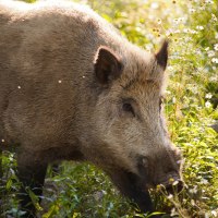 Ein Wildschwein durchstreift eine sonnige, grüne Landschaft, umgeben von Pflanzen und Blumen.