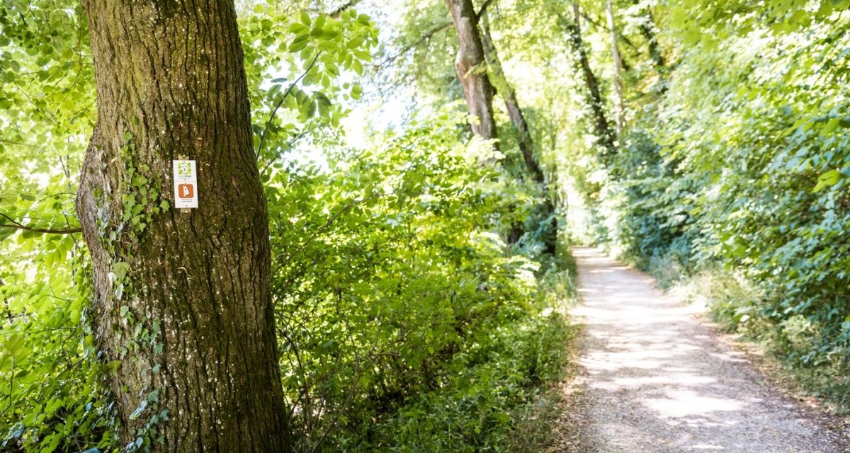 Ein Baum am Waldrand trägt ein Markierungszeichen. Ein schmaler Weg führt durch den grünen, sonnigen Wald., © Stefan Kuhn Photography Ein Baum am Waldrand trägt ein Markierungszeichen. Ein schmaler Weg führt durch den grünen, sonnigen Wald., © Stefan Kuhn Photography