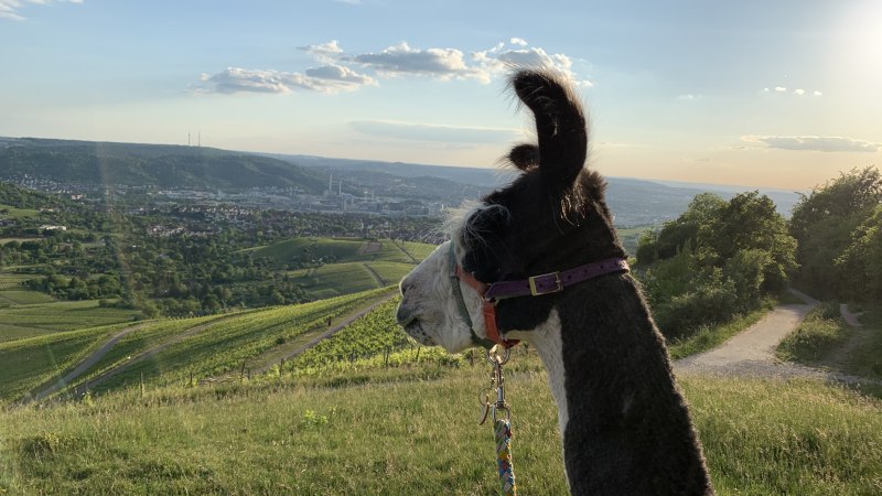 Ein Lama mit Halfter schaut über eine grüne Hügellandschaft in der Abendsonne. Im Hintergrund sind Felder und eine Stadt zu sehen., © Württemberg Alpakas Ein Lama mit Halfter schaut über eine grüne Hügellandschaft in der Abendsonne. Im Hintergrund sind Felder und eine Stadt zu sehen., © Württemberg Alpakas