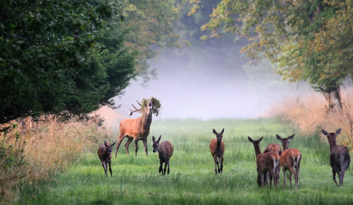Ein Hirsch mit prächtigem Geweih steht auf einer nebligen Waldwiese, umgeben von Hirschkühen. Die Szene wirkt ruhig und natürlich., © Natur.Nah. Schönbuch & Heckengäu Ein Hirsch mit prächtigem Geweih steht auf einer nebligen Waldwiese, umgeben von Hirschkühen. Die Szene wirkt ruhig und natürlich., © Natur.Nah. Schönbuch & Heckengäu