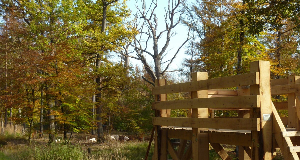 Holzplattform im Wald, umgeben von herbstlichen Bäumen. Im Hintergrund sind Ziegen auf einer Wiese zu sehen., © Natur.Nah. Schönbuch & Heckengäu Holzplattform im Wald, umgeben von herbstlichen Bäumen. Im Hintergrund sind Ziegen auf einer Wiese zu sehen., © Natur.Nah. Schönbuch & Heckengäu