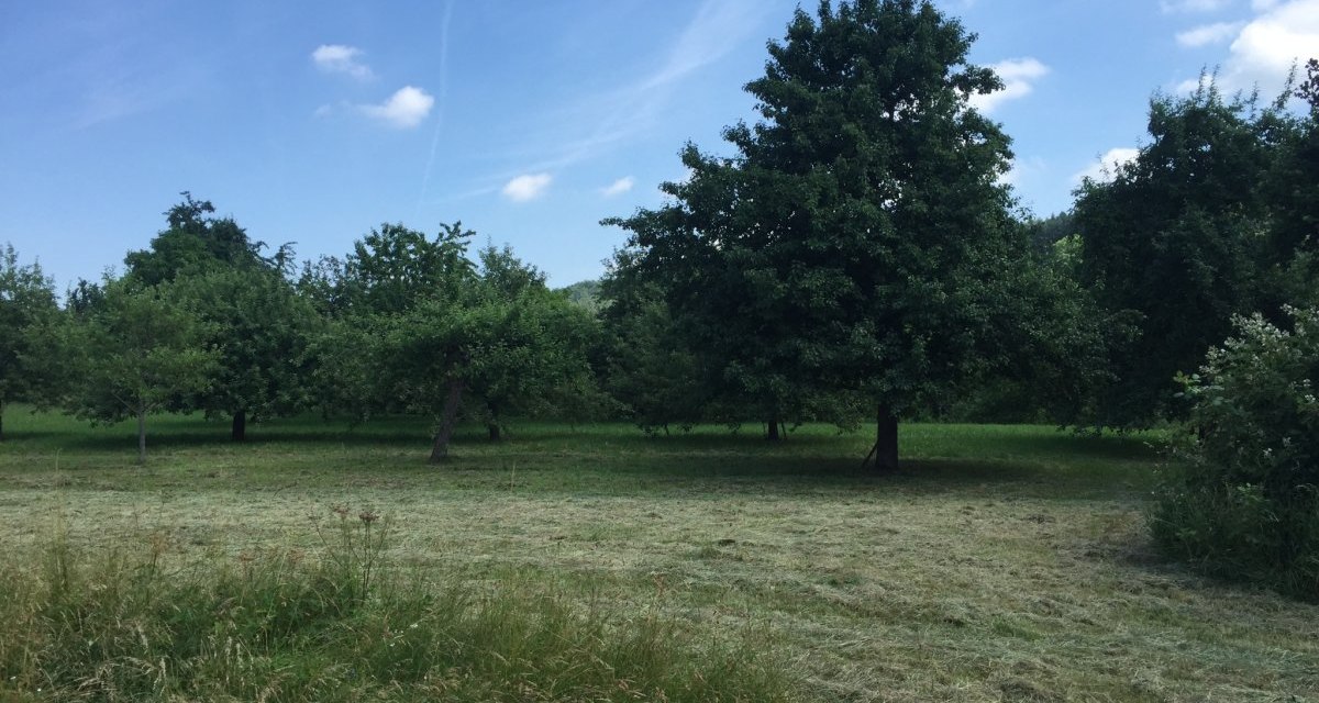 Eine gr&uuml;ne Wiese mit verstreuten Obstb&auml;umen unter einem klaren blauen Himmel mit wenigen Wolken., &copy; www.pro-cycl.de