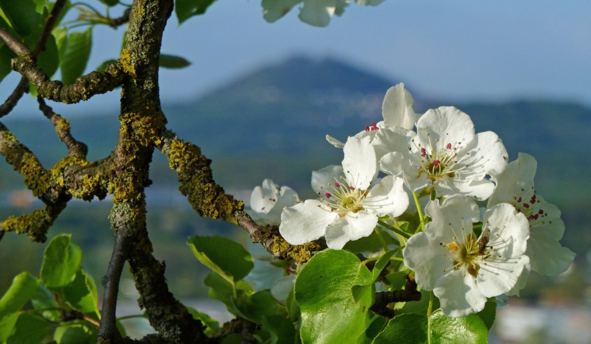 Weiße Apfelblüten an einem moosbedeckten Ast, im Hintergrund ein unscharfer Berg., © Landkreis Göppingen Weiße Apfelblüten an einem moosbedeckten Ast, im Hintergrund ein unscharfer Berg., © Landkreis Göppingen