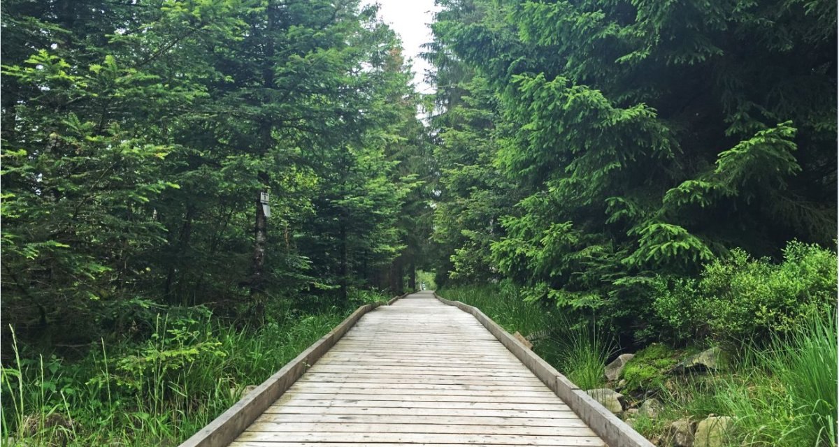 Ein Holzweg f&uuml;hrt durch einen dichten, gr&uuml;nen Wald. Der Weg ist von hohen B&auml;umen ges&auml;umt und f&uuml;hrt zum Hochmoor Hohlohsee., &copy; www.pro-cycl.de