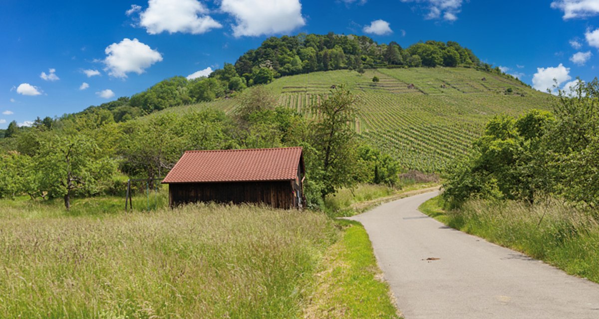 Ein kleines Holzhaus mit rotem Dach steht auf einer Wiese. Im Hintergrund sind Weinberge und ein bewaldeter Hügel zu sehen. Ein Weg führt durch die Landschaft.