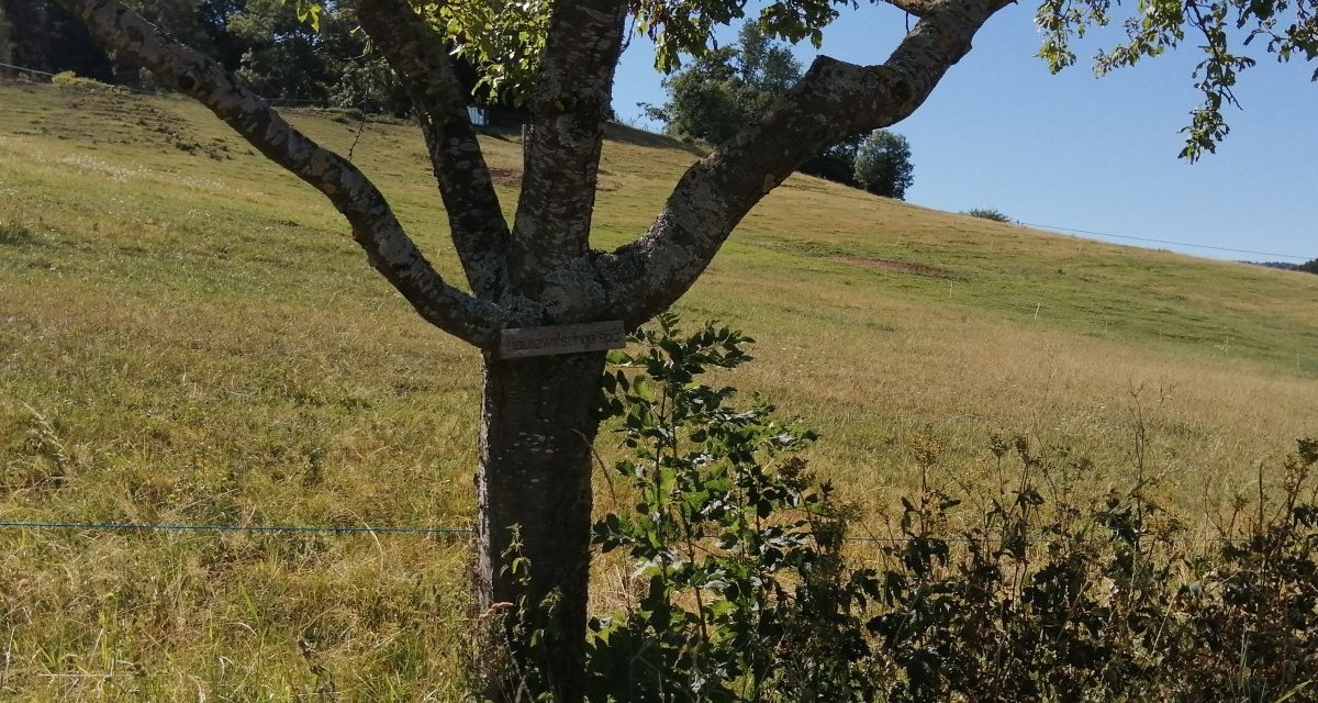 Ein Baum mit einem Schild steht auf einer grünen Wiese. Im Hintergrund ist ein blauer Himmel zu sehen., © Foto: Cornelia Steinbach Ein Baum mit einem Schild steht auf einer grünen Wiese. Im Hintergrund ist ein blauer Himmel zu sehen., © Foto: Cornelia Steinbach