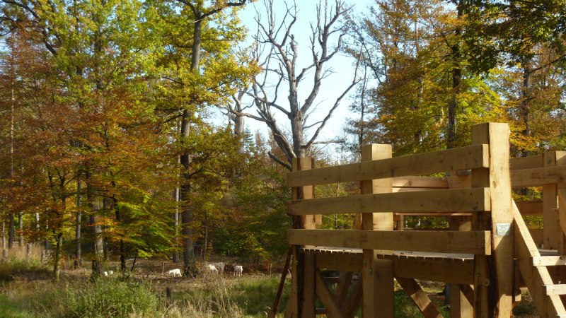 Holzplattform im Wald, umgeben von herbstlichen Bäumen. Im Hintergrund sind Ziegen auf einer Wiese zu sehen., © Natur.Nah. Schönbuch & Heckengäu Holzplattform im Wald, umgeben von herbstlichen Bäumen. Im Hintergrund sind Ziegen auf einer Wiese zu sehen., © Natur.Nah. Schönbuch & Heckengäu