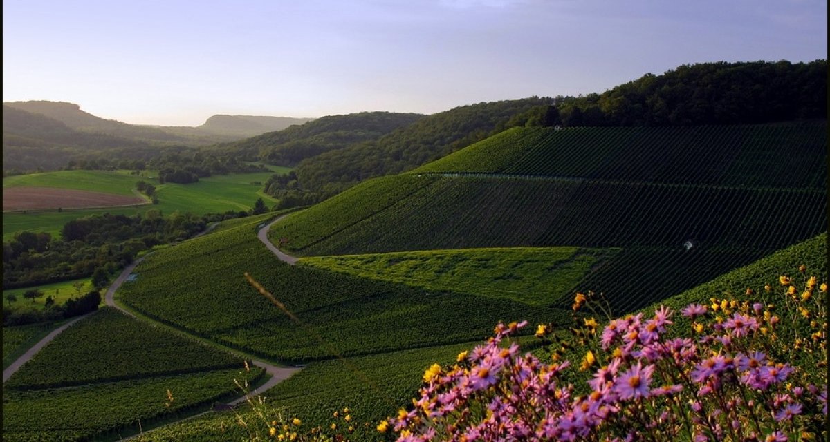 Weinberge bei Gündelbach, © Naturpark Stromberg-Heuchelberg Weinberge bei Gündelbach, © Naturpark Stromberg-Heuchelberg
