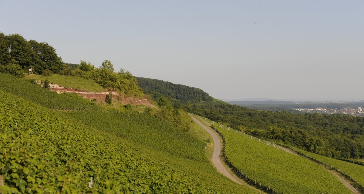 Weinberge erstrecken sich über sanfte Hügel, ein Weg schlängelt sich hindurch. Im Hintergrund ist ein dichter Wald zu sehen., © Land der 1000 Hügel - Kraichgau-Stromberg Weinberge erstrecken sich über sanfte Hügel, ein Weg schlängelt sich hindurch. Im Hintergrund ist ein dichter Wald zu sehen., © Land der 1000 Hügel - Kraichgau-Stromberg