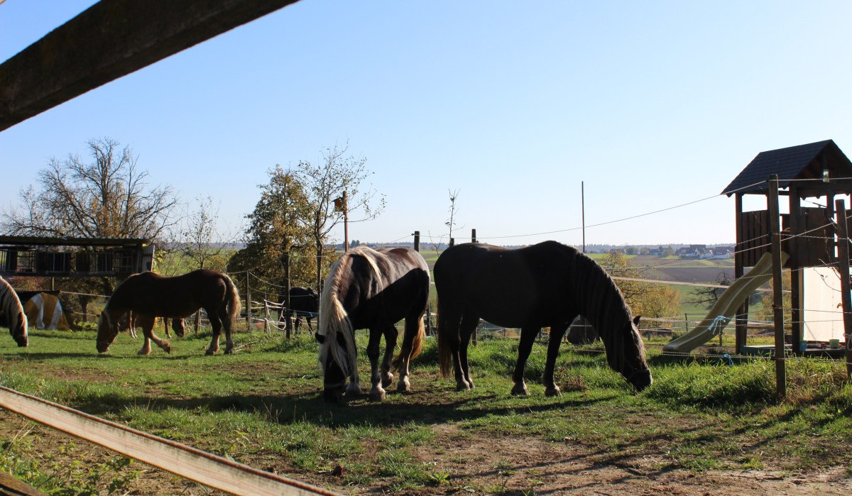 Pferde grasen auf einer Weide, umgeben von Bäumen und einem Spielplatz mit Rutsche im Hintergrund. Der Himmel ist klar und blau., © Natur.Nah. Schönbuch & Heckengäu Pferde grasen auf einer Weide, umgeben von Bäumen und einem Spielplatz mit Rutsche im Hintergrund. Der Himmel ist klar und blau., © Natur.Nah. Schönbuch & Heckengäu
